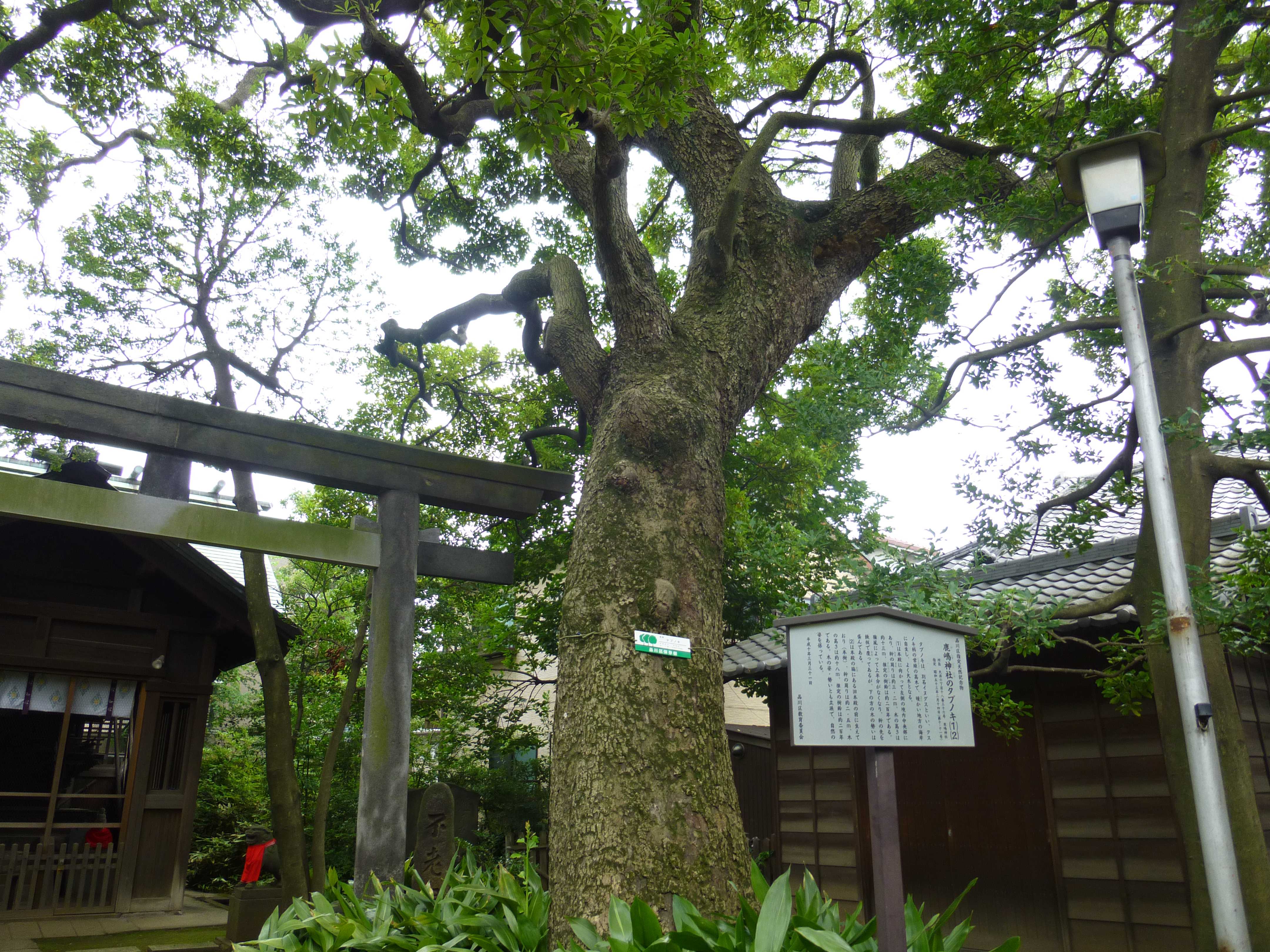 タブノキ（樹齢約二百年）