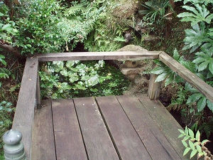 手水屋右奥の池、鯉が泳いでいました
