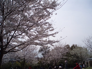 桜