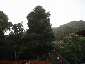 大銀杏(樹齢八百年)