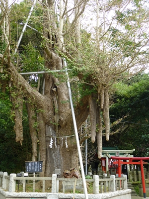 御神木（銀杏 千百九二年、源頼朝公寄贈）